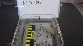 Media type: image;   Invertebrate Zoology 153115 Description: live specimen;